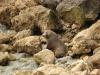 ist die suess! (NZ fur seal, Castle Point)