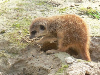 Baby-Ermännchen im Kölner-Zoo