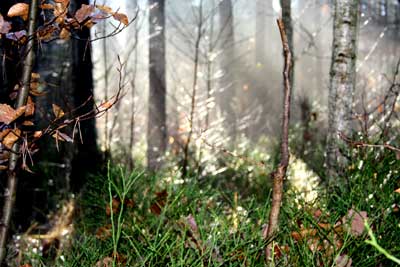 Zauberwald am Morgen Zauberwald am Morgen