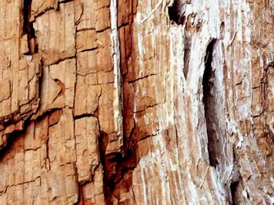 Der umgestürzte Baum, auf dem Foto ist erkennbar, dass er wohl doch schon länger da liegt. Der umgestürzte Baum, auf dem Foto ist erkennbar, dass er wohl doch schon länger da liegt.
