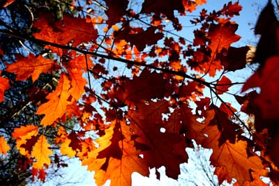Herbstlaub vor blauem Himmel Herbstlaub vor blauem Himmel
