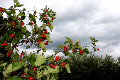 beeren beeren