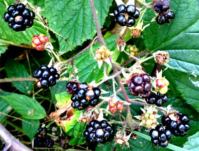 brombeeren brombeeren