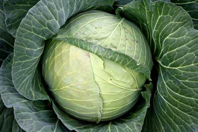 kohl kohl