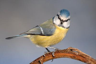 ... auch noch frech glotzen ... auch noch frech glotzen
