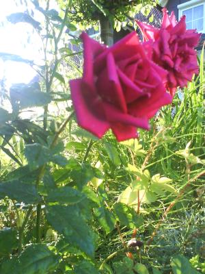 Die schönsten Rosen, die jemand im Garten haben kann. Die schönsten Rosen, die jemand im Garten haben kann.