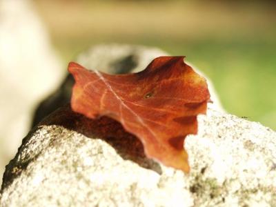 War meine Vorlage f&uuml;r:<br />
Herbstblatt zum Nachschminken<br />
Quelle: www.beautys.de