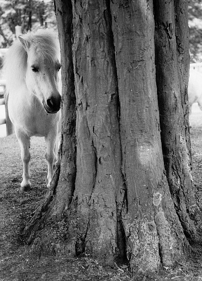 Leica IIIc + Summitar 2/5cm Leica IIIc + Summitar 2/5cm