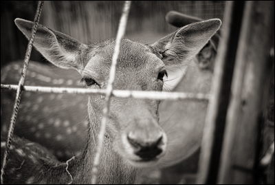 Leica M8 + Summicron 35/2