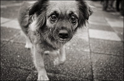 Nikon D1 + 24/2,8 AF
