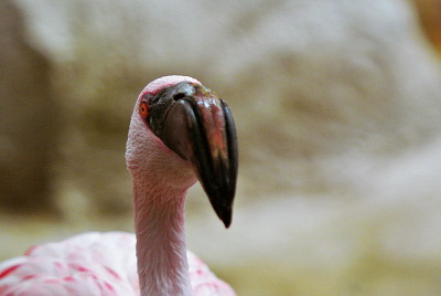 Nikon 1J1 + Leitz M Elmarit 90/2,8