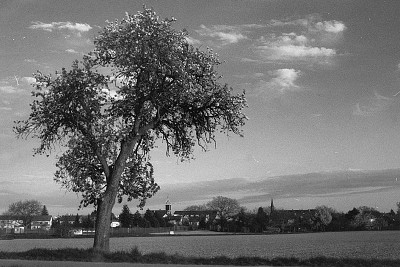 CONTAX G1 + pLANAR 45/2 + B&W Rotfilter + Polypan F + Caffenol-C-H