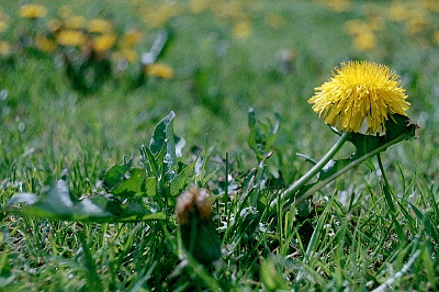 Revue (Konica) Auto Reflex + Konica Hexanon AR 35/2,8 Revue (Konica) Auto Reflex + Konica Hexanon AR 35/2,8