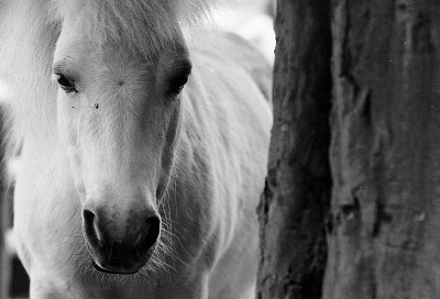 Lieca IIIc + Hektor 4,5/13,5cm Lieca IIIc + Hektor 4,5/13,5cm