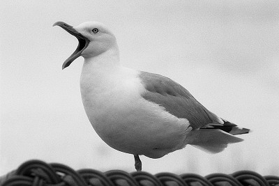 NIKON F301 + 135/2,8 + Polypan F