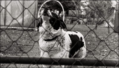 Isolette III + AGFA APX 400TS + Kodak D76