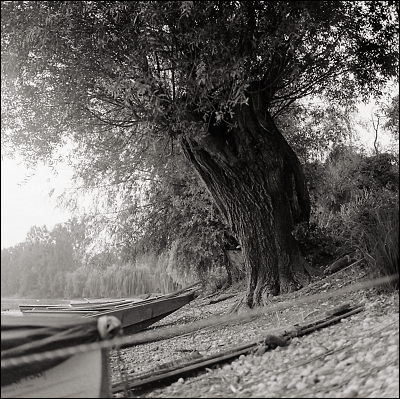 Rolleiflex T (75/3,5 Tessar) + Tri-X 400 @ 250 ASA + xtol