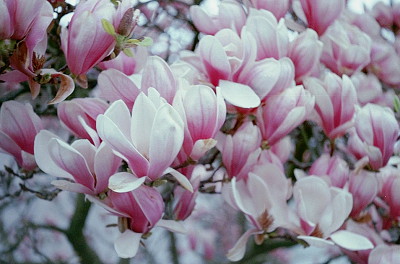 Minolta XG9 + Industar 50-2 3,5/50mm + Rossmann200