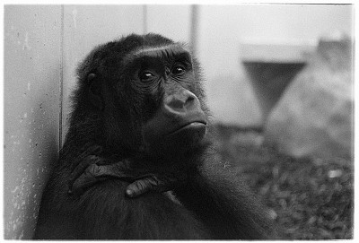 Leica IIIc + Summitar 5cm/2,0 
