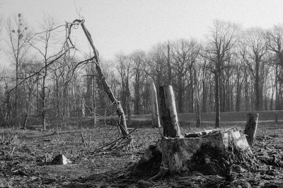 Canonet 28 + PolypanF Canonet 28 + PolypanF