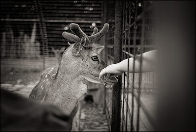 Leica M8 + Summicron 35/2