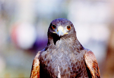 NIKON FM2n + 180/2,8 Ai NIKON FM2n + 180/2,8 Ai