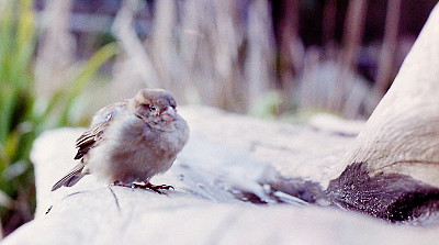 Yashica FX3 + Yashica Lens ML 50/1,7 Yashica FX3 + Yashica Lens ML 50/1,7