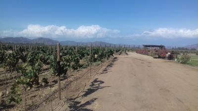 Valle de Guadalupe- hier gibts guten Wein;)