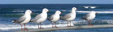 Winter 2006 in Dunedin/NZ Winter 2006 in Dunedin/NZ