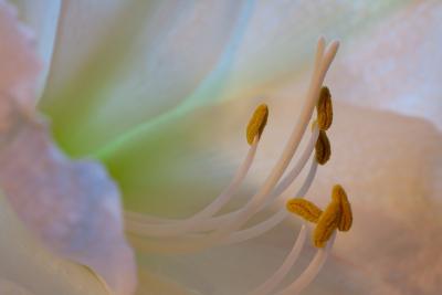 https://pixabay.com/de/photos/lilie-bl%C3%BCte-pflanze-sommer-flora-3975512/