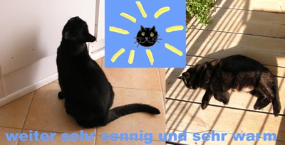 katzenwetter_03_jul_2008