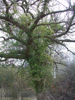 Baum mit Efeu bewachsen