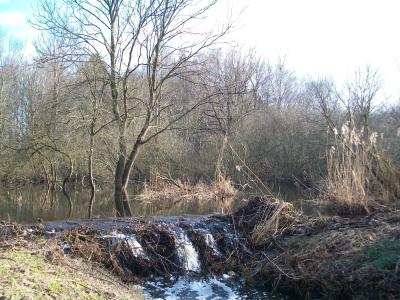 der Biberbau am Landgraben