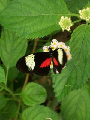 Ein Schmetterling