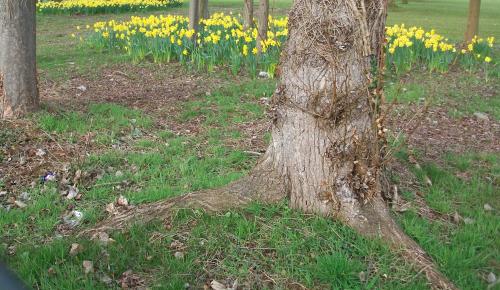 Osterglocken (englisch: Daffodil)