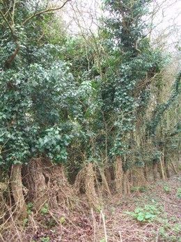 die ultimative Hecke, mit Efeu überwuchert