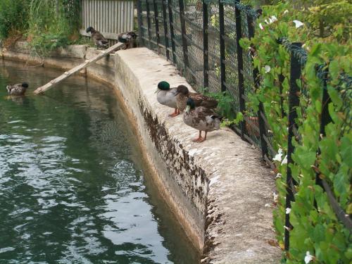 Enten in den Cotswolds