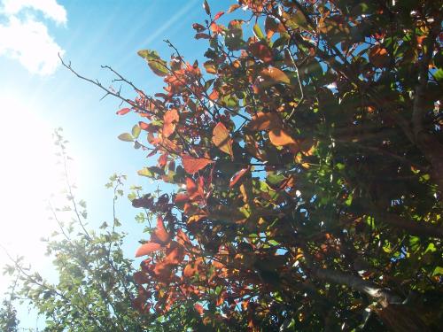 Hecke im Gegenlicht