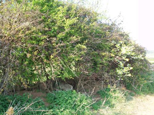 Die Hecke bei meinem Farmhaus