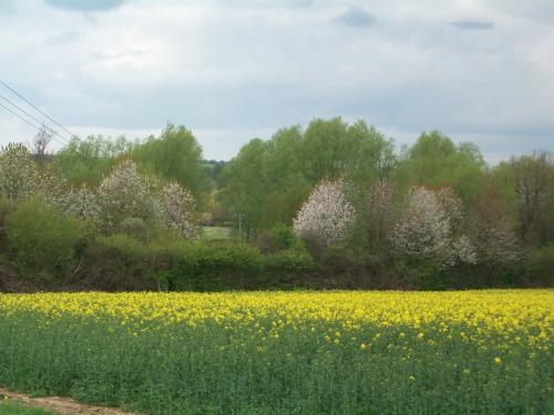 die Hecke als Feldbegrenzung ganz traditionell