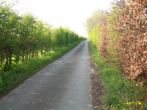 Hecke mit Hühnchen