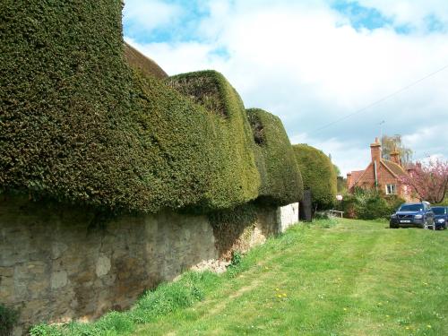 Diese Hecke wächst weit über die Mauer