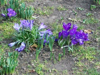 Krokusse, schon am Verblühen Anfang März