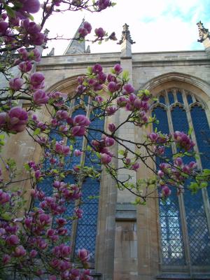 ein Magnolienbaum in Oxford