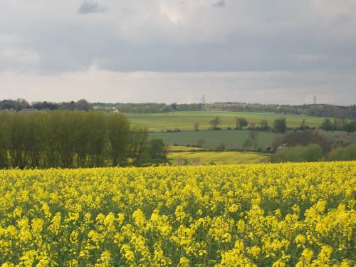 Rapsfeld in Oxfordshire