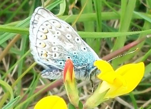 Schmetterling