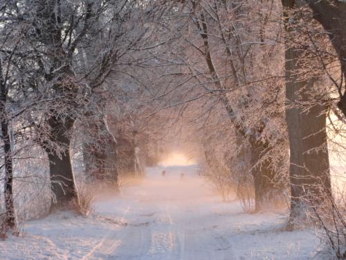 schnee im nebel
<br />
