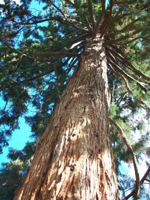 Sequoia