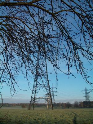 Symbiose Baum und Starkstrommast