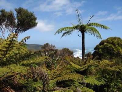 Ferntrees Ferntrees